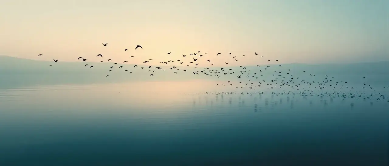 在线观看应用下载背景